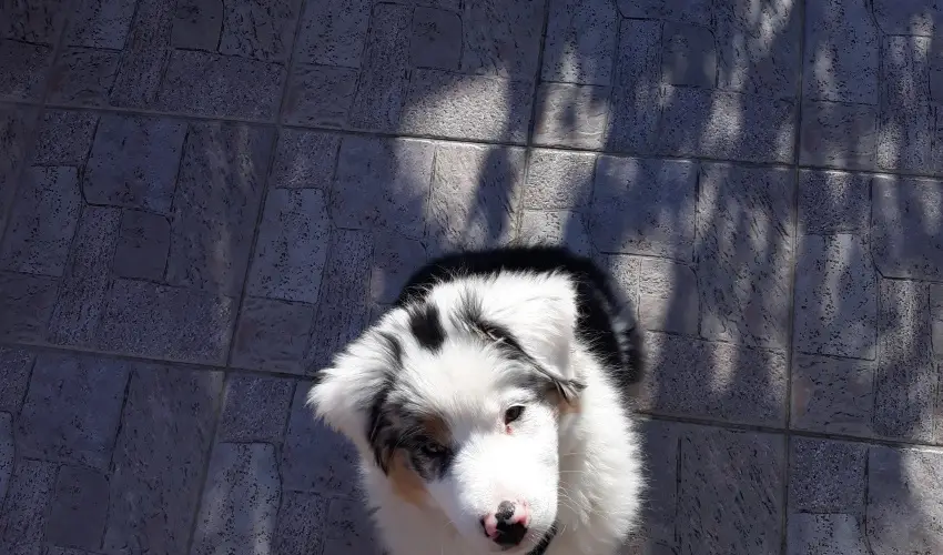 Napsugár Kenézy Lux Apartman Vendégházak Hajdúszoboszló